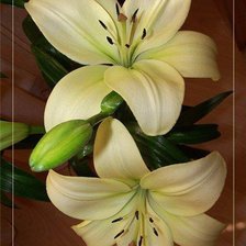 Схема вышивки «ЛІЛІЇ»