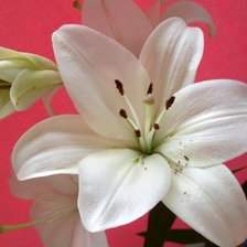 Схема вышивки «ЛІЛІЇ»