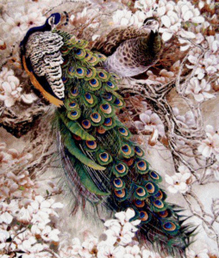 павлины - предпросмотр