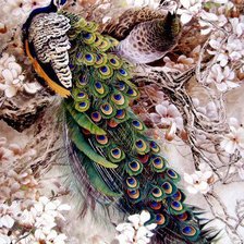 Схема вышивки «павлины»