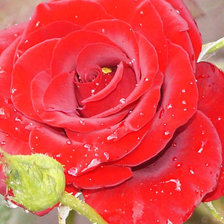 Схема вышивки «№653470»