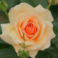 Схема вышивки «№653474»