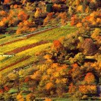 Схема вышивки «Осенний пейзаж»