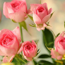 Схема вышивки «№653504»