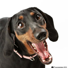 Схема вышивки «Веселая таксятина :)»