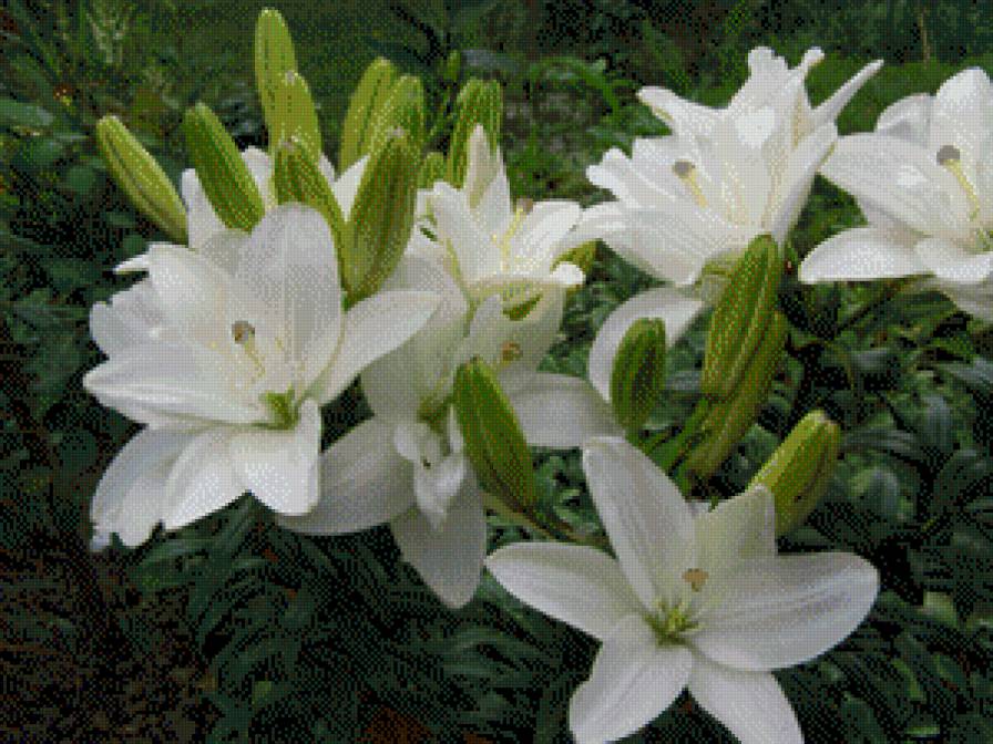 ЛІЛІЇ - квіти - предпросмотр