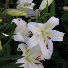 Схема вышивки «ЛІЛІЇ»