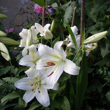 Схема вышивки «ЛІЛІЇ»