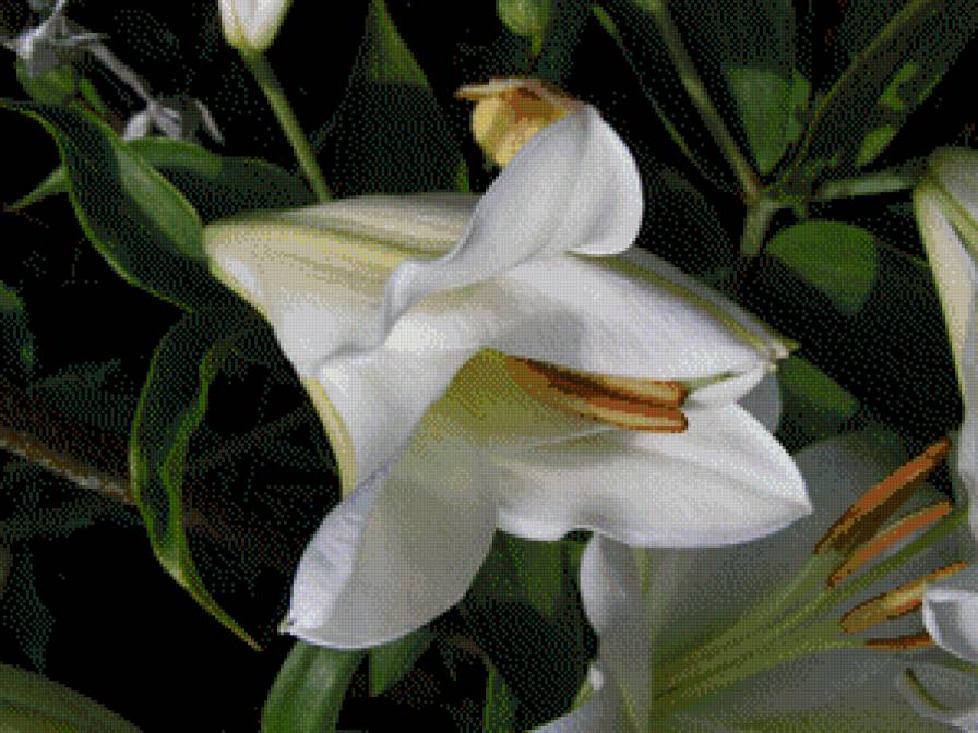 ЛІЛІЇ - квіти - предпросмотр