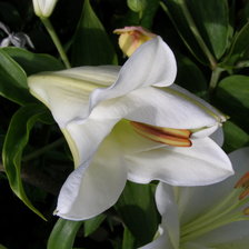 Схема вышивки «ЛІЛІЇ»