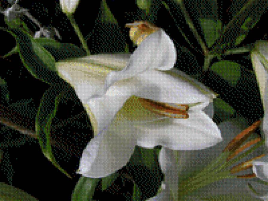 ЛІЛІЇ2 - квіти - предпросмотр