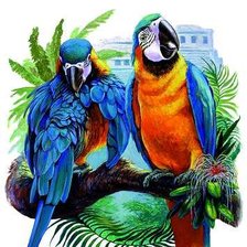 Схема вышивки «Попугаи»