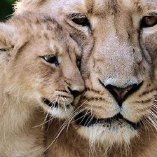 Схема вышивки «Мама лев рядом»