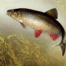 Схема вышивки «0194»