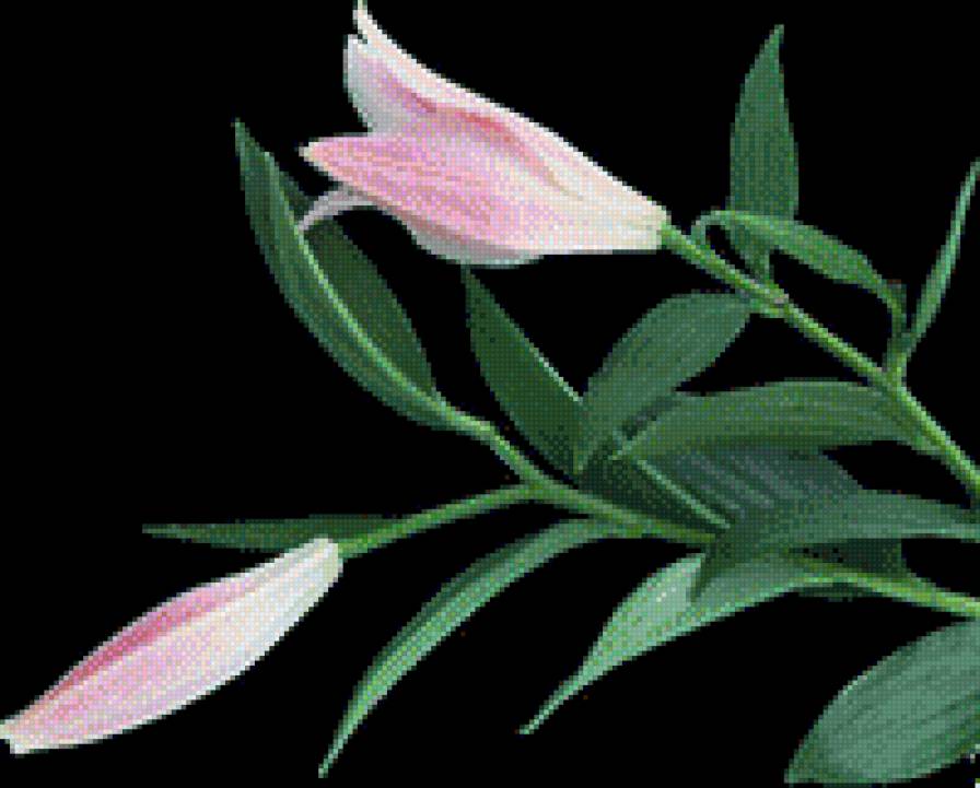 ЛІЛІЇ - квіти - предпросмотр