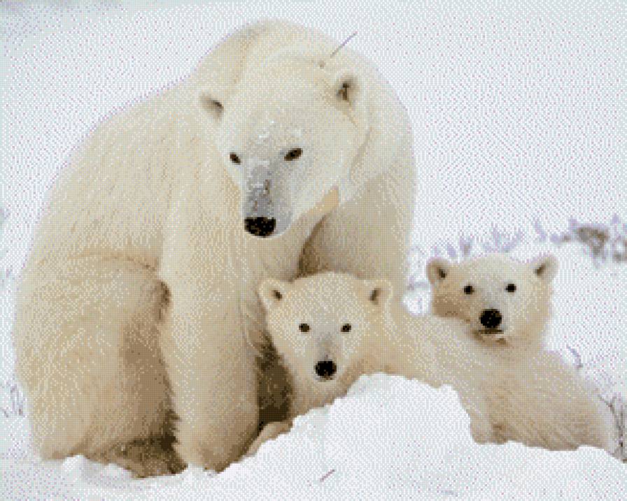 белые медведи - белые, медведи, умка - предпросмотр