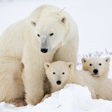 Схема вышивки «белые медведи»
