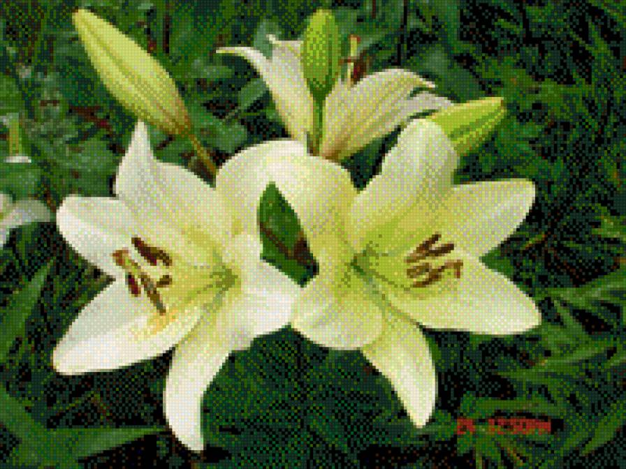 ЛІЛІЇ 2 - квіти - предпросмотр