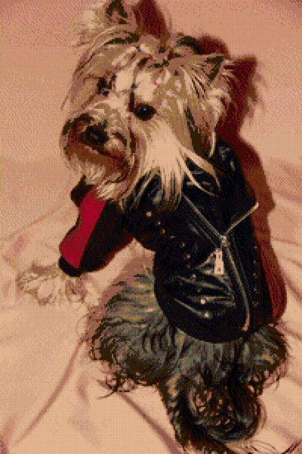 Йорк - предпросмотр