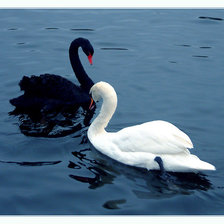 Схема вышивки «Лебеди»