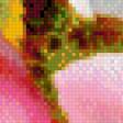 Предпросмотр схемы вышивки «розы» (№654276)