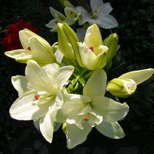 Схема вышивки «ЛІЛІЇ»