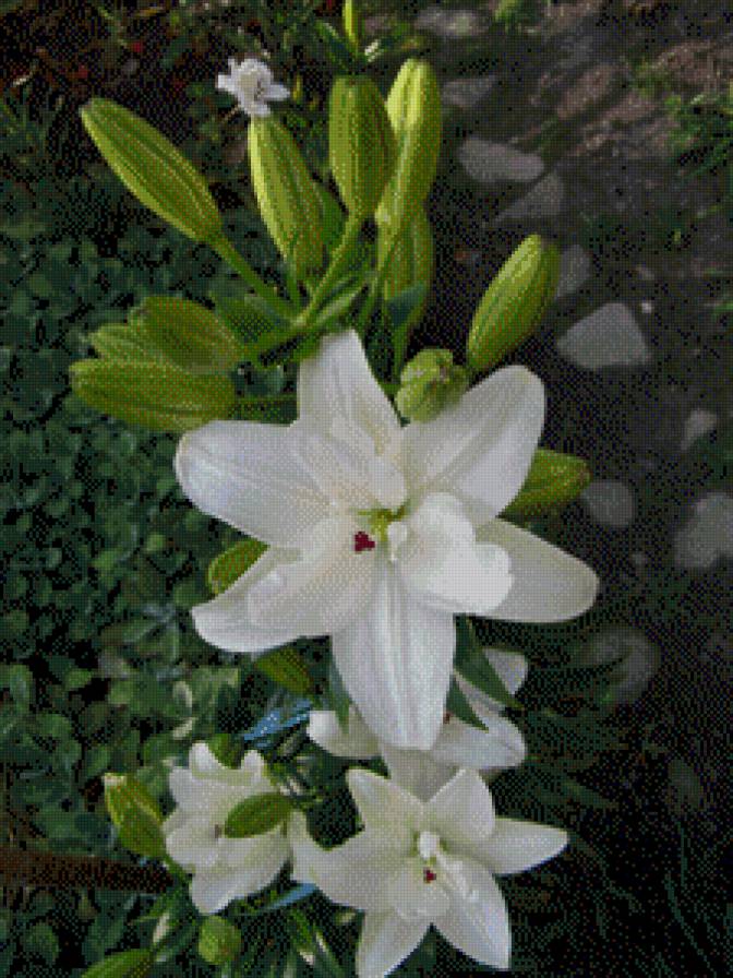 ЛІЛІЇ - квіти - предпросмотр