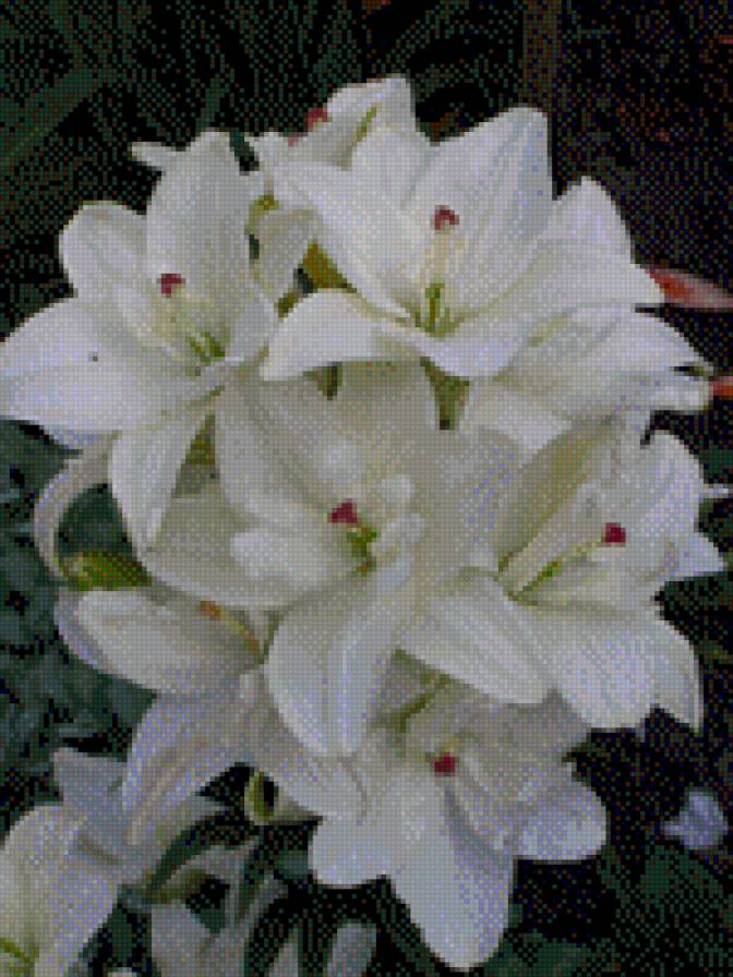 ЛІЛІЇ - квіти - предпросмотр