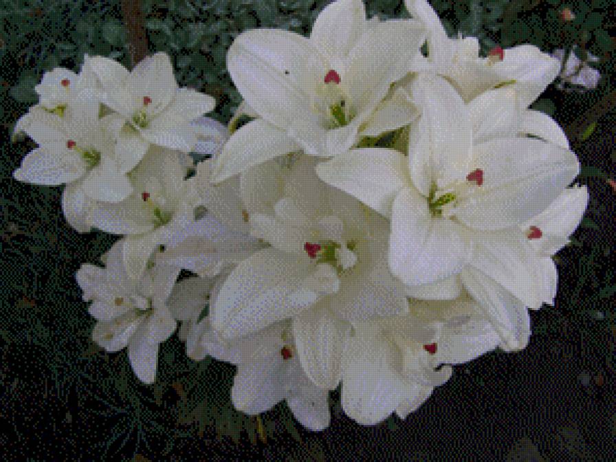 ЛІЛІЇ - квіти - предпросмотр