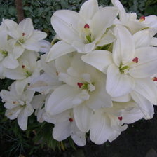 Схема вышивки «ЛІЛІЇ»