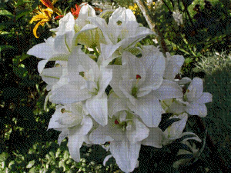 ЛІЛІЇ - квіти - предпросмотр