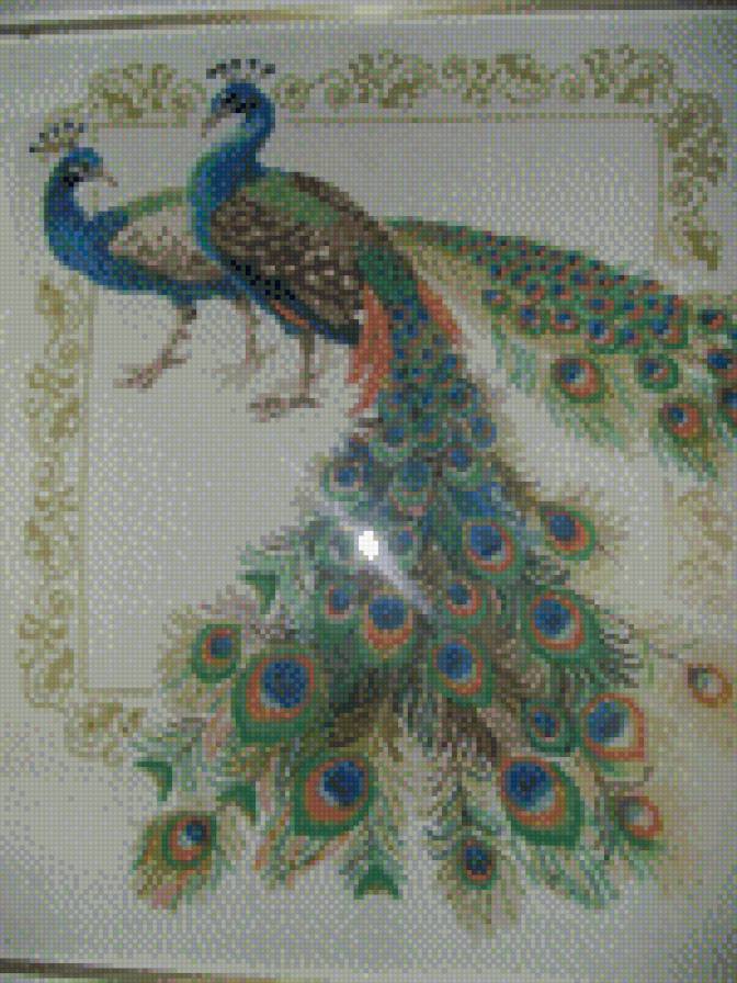 павлины - предпросмотр