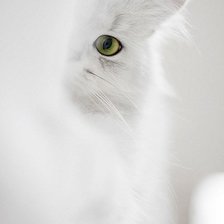 Схема вышивки «Кот»