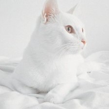 Схема вышивки «Кот»