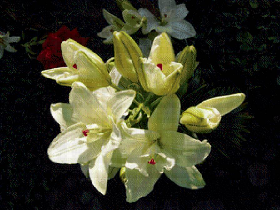 ЛІЛІЇ - квіти - предпросмотр