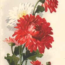 Схема вышивки «Катарина Клейн Хризантемы»