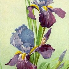 Схема вышивки «Катарина Клейн Ирисы»