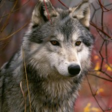 Схема вышивки «Волк»