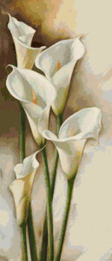 Каллы - цветы - предпросмотр