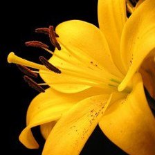 Схема вышивки «цветок»