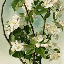 Схема вышивки «цветущая яблоня»