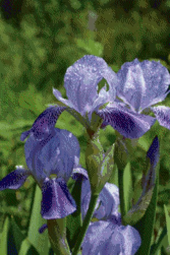 Ирисы - цветы, ирис, чветок - предпросмотр