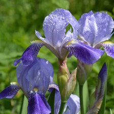Схема вышивки «Ирисы»