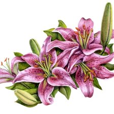 Схема вышивки «№655082»