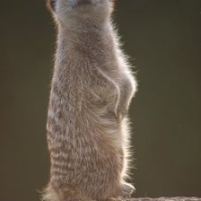 Схема вышивки «сурикат»