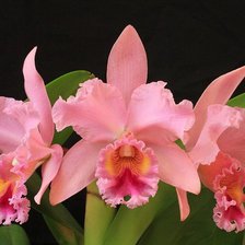 Схема вышивки «№655462»