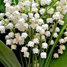 Схема вышивки «Ландыши»