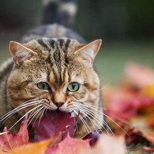 Схема вышивки «.»