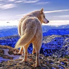 Схема вышивки «Волк»