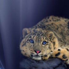 Схема вышивки «КРАСИВАЯ КИСА»